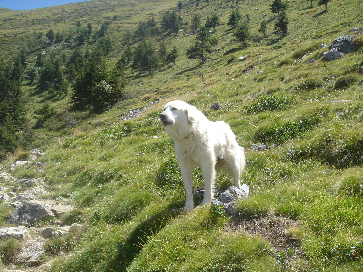 Pyrenean dog
