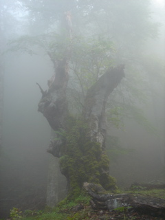 On the way to Cagire